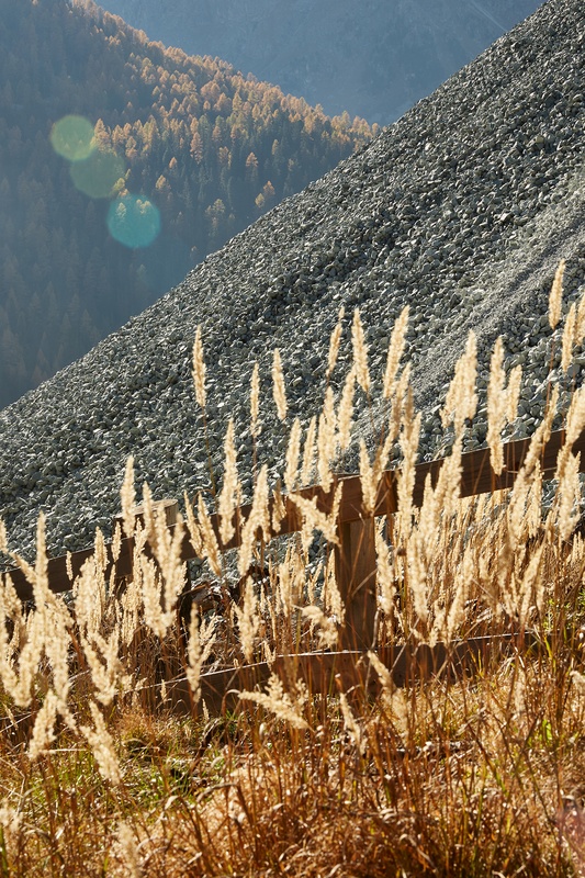 Albula_0190.jpg